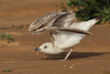 Larus armenicus